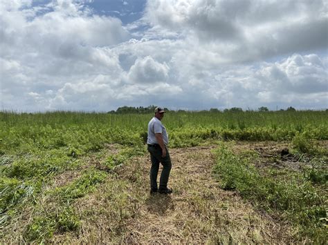 Conservationists Start Project Restoring Some Of Central Illinois Native Prairie Illinois