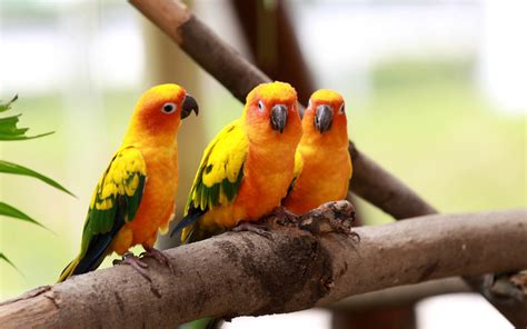 30 Cute Bird Pictures With Most Beautiful Colors Entertainmentmesh