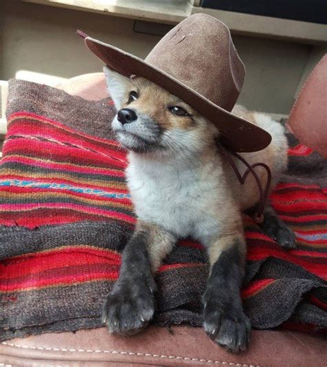 Fox With A Hat Reverythingfoxes