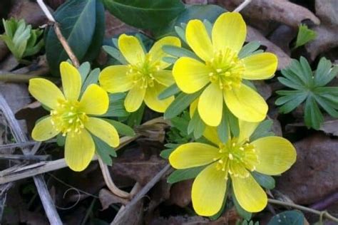 How to Grow Winter Aconite Flowers - Urban Garden Gal