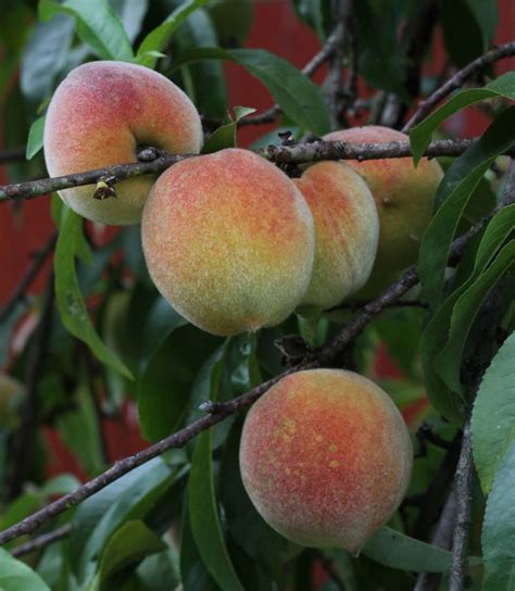 Planting A Special Kind of Orchard | womanswork.com