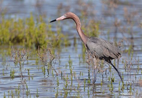 Reddish Egret Port Aransas March 2024 Robert Cohee Flickr