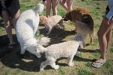 Mon Chien Sent Les Fesses Des Autres Chiens Pourquoi Et Que Faire