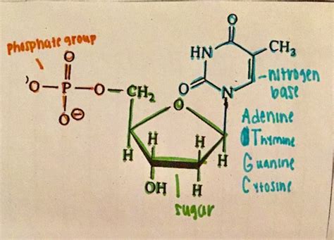 Biomolecule Enzyme Quiz Flashcards Quizlet