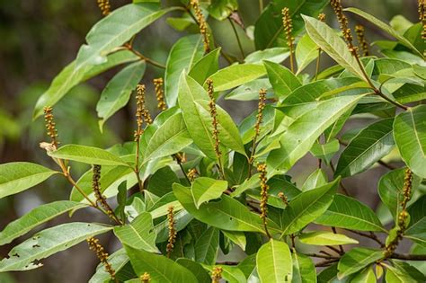 Premium Photo Angiosperm Tree Leaves
