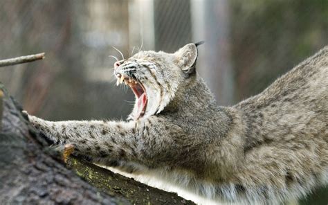 Fondo De Pantalla Animales Posición Felino Atacante Fondo Pantalla Online