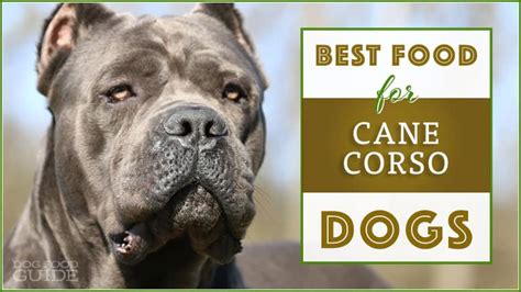 dog food  cane corso  top  brands