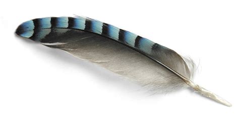 Free eurasian jay feather Stock Photo - FreeImages.com