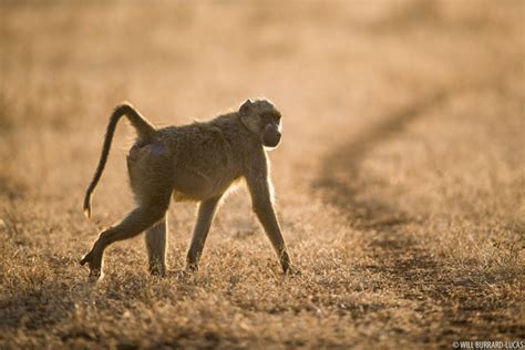 Yellow Baboons | Photos Pictures Images