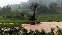 Terendam Banjir Puluhan Hektare Sawah Di Mamasa Terancam Gagal Panen