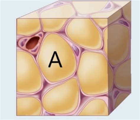 Chapter 5 Anatomy And Physiology Chapter 6 Anatomy And Physiology