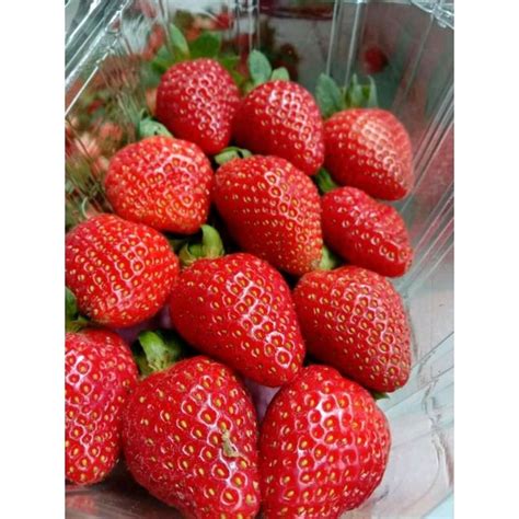 Jual Strawberry Stroberi Segar Bandung Shopee Indonesia