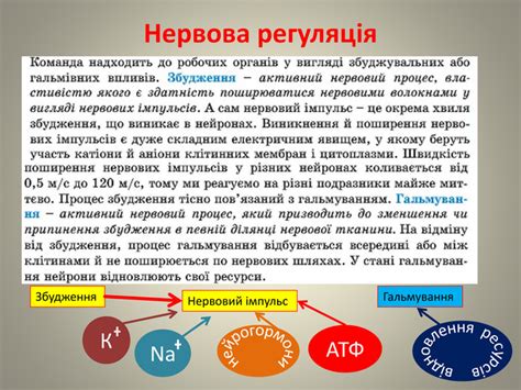 Презентація нервова система