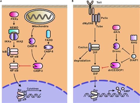 Models For The Negative Regulation Of Nf κb Signaling Pathways By