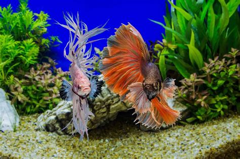 Can You Put Two Betta Fish Together Betta Tankmate Guide