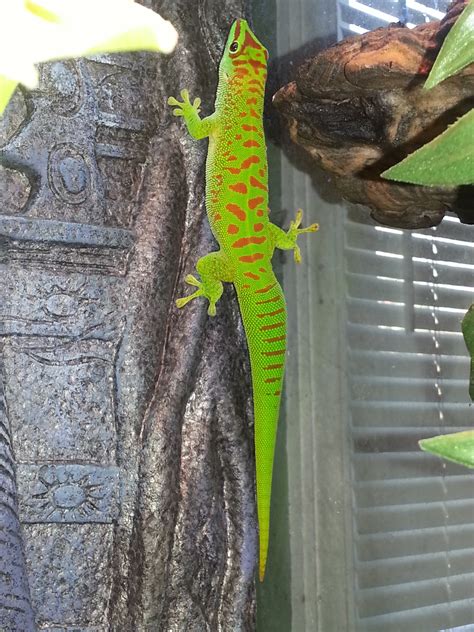 Crimson Giant Day Geckos