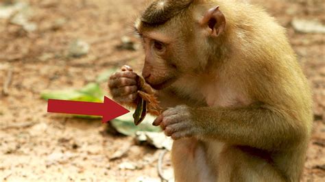 Toad Vs Monkey Little Monkeys Playing Toad 003 Youtube