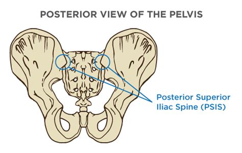Performing The Mat Evaluation Palpating Bony Landmarks