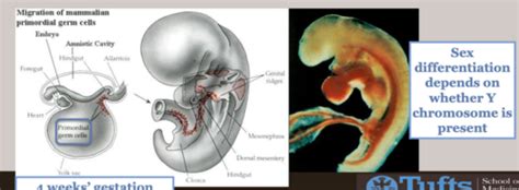 Maternal Physiology Flashcards Quizlet