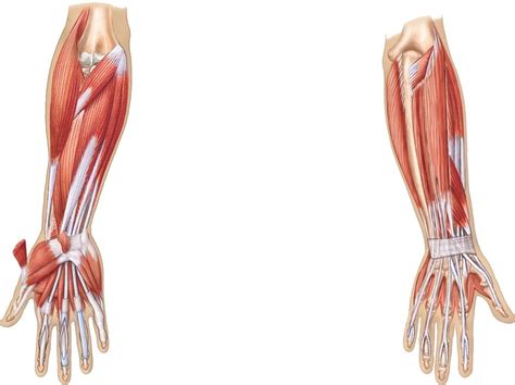 Muscles Of Hand Wrist Forearm Anterior Left Posterior Right