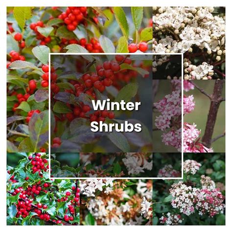 How To Grow Winter Shrubs Plant Care Tips NorwichGardener