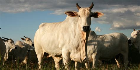 Carne Bovina Unidade Da Minerva Foods Em Mt Habilitada Para Exportar