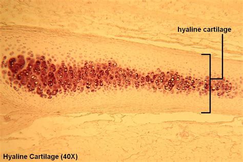 Hyaline Cartilage 40x