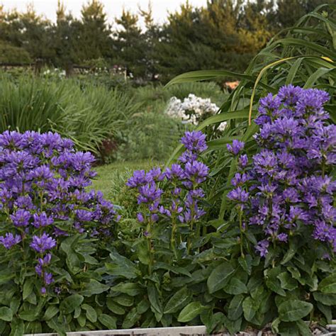 Campanula Glomerata Freya Pp22738 Perennial Resource