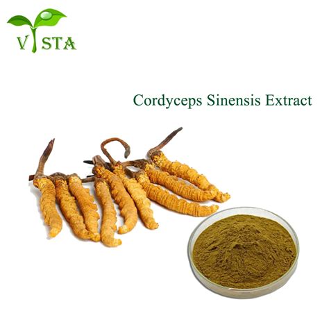 Cordyceps Militaris Extract High Quality Cordyceps Extract Powder Natural Cordyceps Sinensis