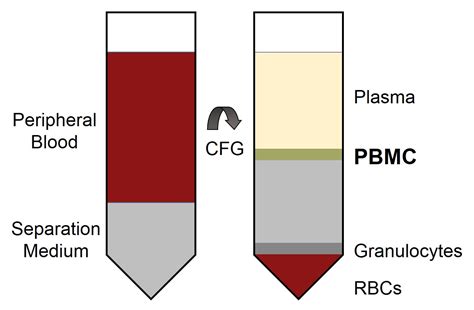 Pbmc Peripheral Blood Mononuclear Cells Human Cell Applications