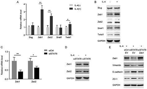 As A Target Gene Of Stat6 Zeb1 Is Important In Emt Triggered By Il 4