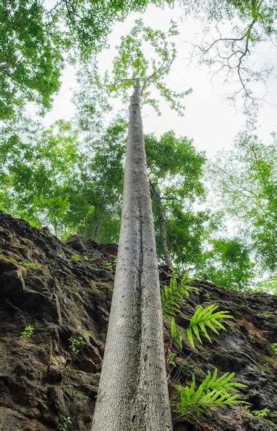 Premium Photo | Under angle high tree in forest