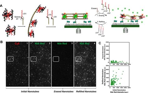 A Scheme Depicting Functionalization Of Dna Nanotubes With