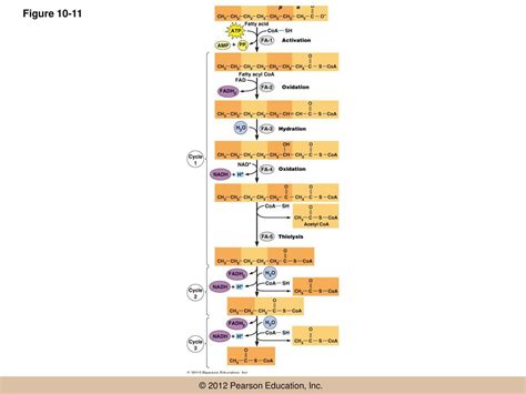 Chapter 10 Chemotrophic Energy Metabolism Aerobic Respiration Ppt