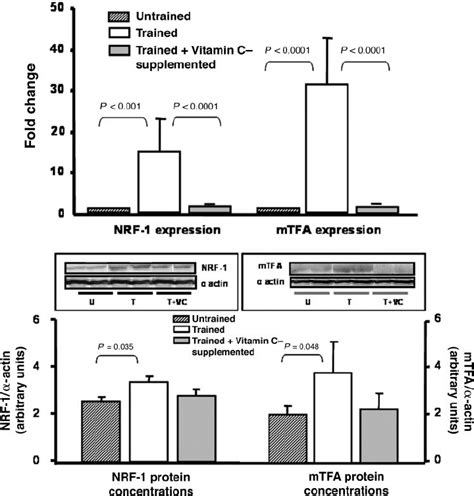 Training Induced Up Regulation Of Nuclear Respiratory Factor 1 Nrf 1