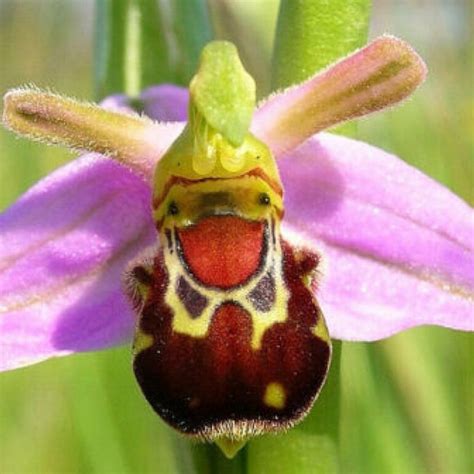 Naked Man Orchid Etsy