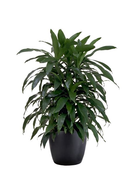 Dracaena Janet Craig Cane Phillip S Interior Plants Displays