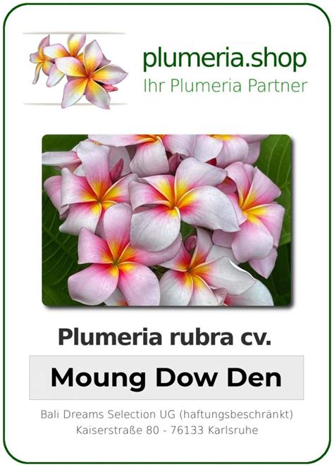 Plumeria Rubra Moung Dow Den Wurzelnackt Plumeria Shop Ihr