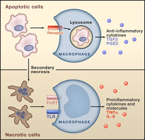 Autoimmunity And The Clearance Of Dead Cells Cell