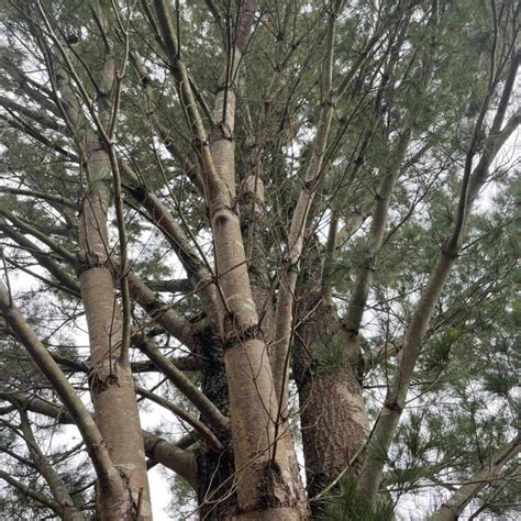 Pinus Strobus Fastigiata