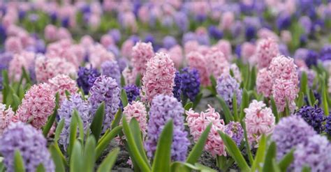 Hyacinth Meaning and Symbolism: What Do Hyacinths Mean?