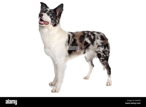 Border Collie Sheepdog Stock Photo Alamy