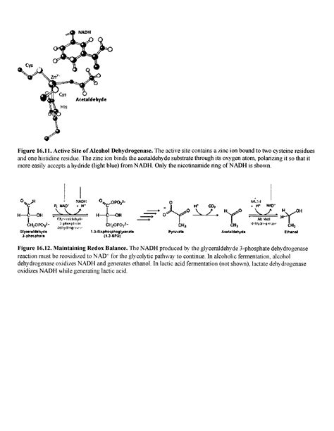 Alcoholic Fermentation Pathway Big Chemical Encyclopedia