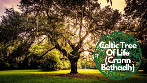 The Celtic Tree Of Life S Meaning And History Crann Bethadh