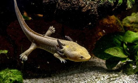 Piebald Axolotl