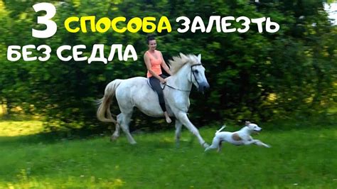 3 способа залезть на лошадь без седла. Шаг, рысь, галоп без седла - YouTube