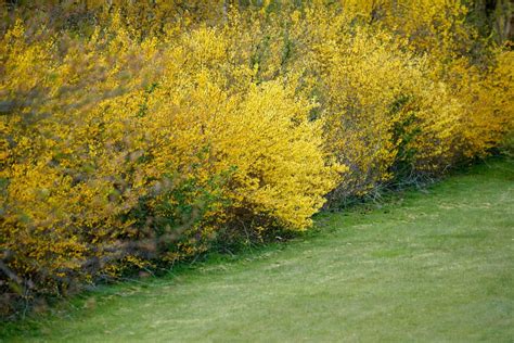 4 Best Forsythia Companion Plants You Can Grow Florgeous