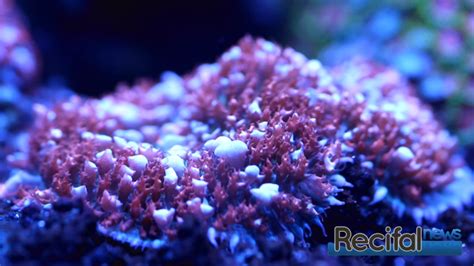 Coral Road Trip 2 Urban Reef Corals Récifal News