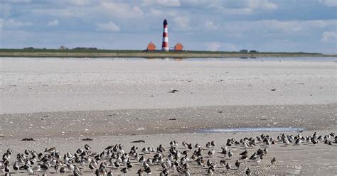 Naturschutz Wattenmeer Nordseek Ste Wwf