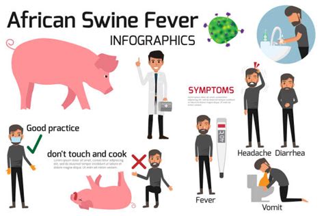 10 African Swine Fever Stock Illustrations Royalty Free Vector